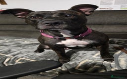 Mixed Breed dogs for sale: Rottweiler  x Staffordshire bull terrior - Image 10