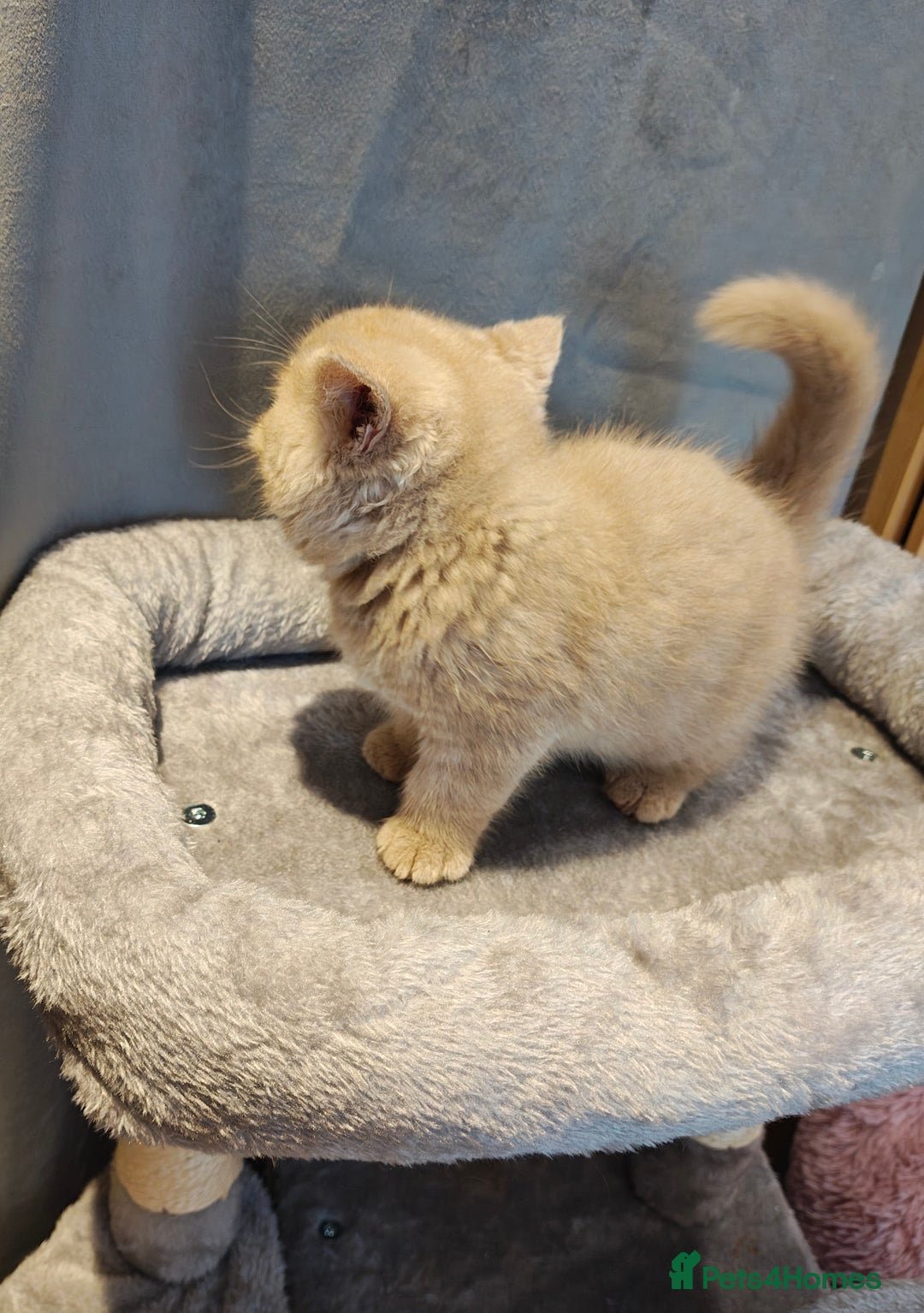 British Longhair cats for sale: Cinnamon bi colour longhair  - Image 15