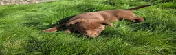 Labrador Retriever dogs for sale: 3 gorgeous labs - Advert 15