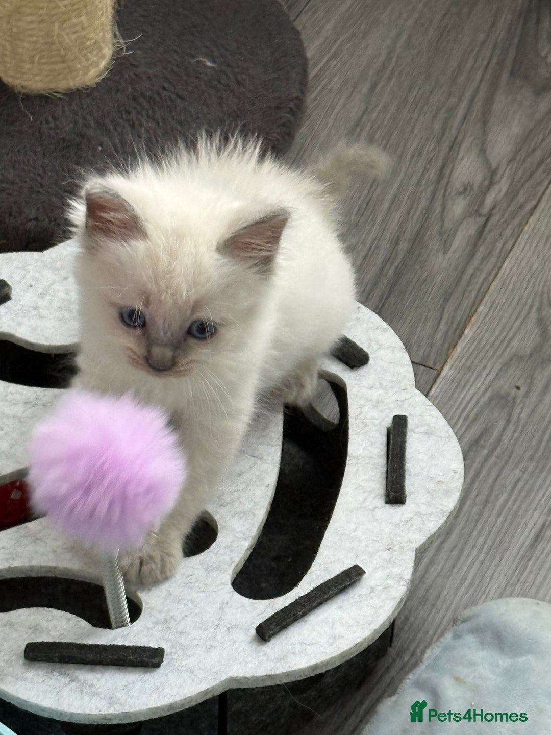 Ragdoll cats for sale: Stunning bluepoint Ragdoll kittens - Image 23