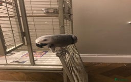 Parrots birds for sale: African Grey Parrot - Image 6