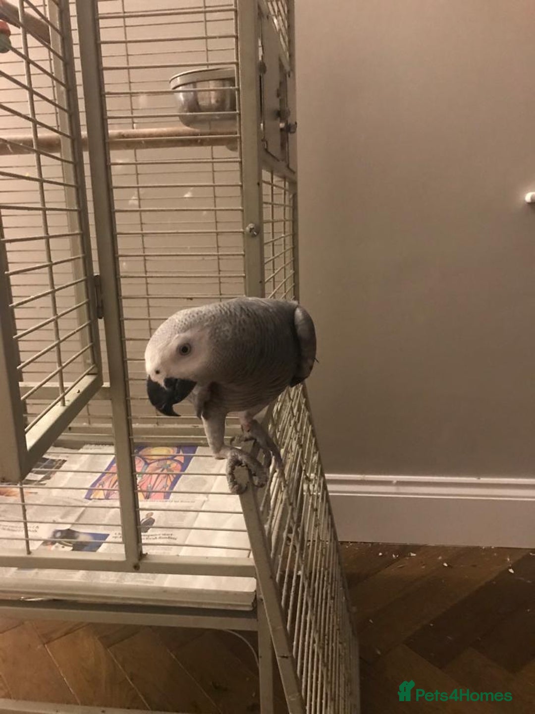 Parrots birds for sale: African Grey Parrot - Image 6