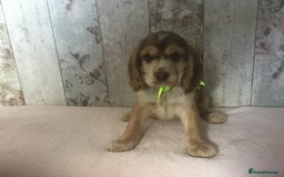 Cocker Spaniel dogs for sale: Adorable, Social, Confident KC reg Cocker pups - Image 11