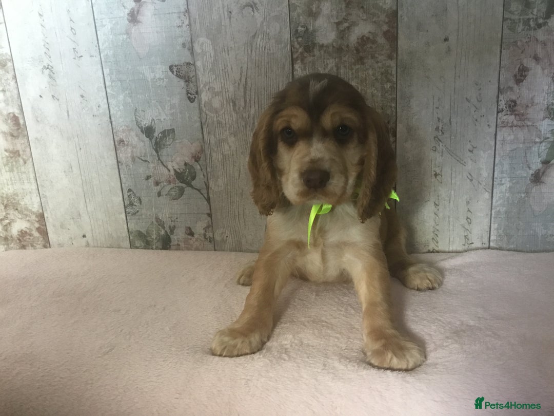 Cocker Spaniel dogs for sale: Adorable, Social, Confident KC reg Cocker pups - Image 11