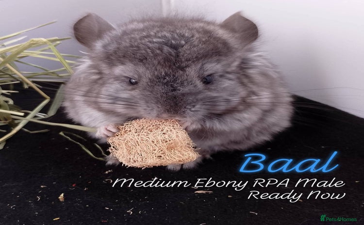 Chinchilla rodents - Advert 1