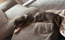 Staffordshire Bull Terrier dogs for sale: 8 week old staffie puppy for re homing  - Image 5