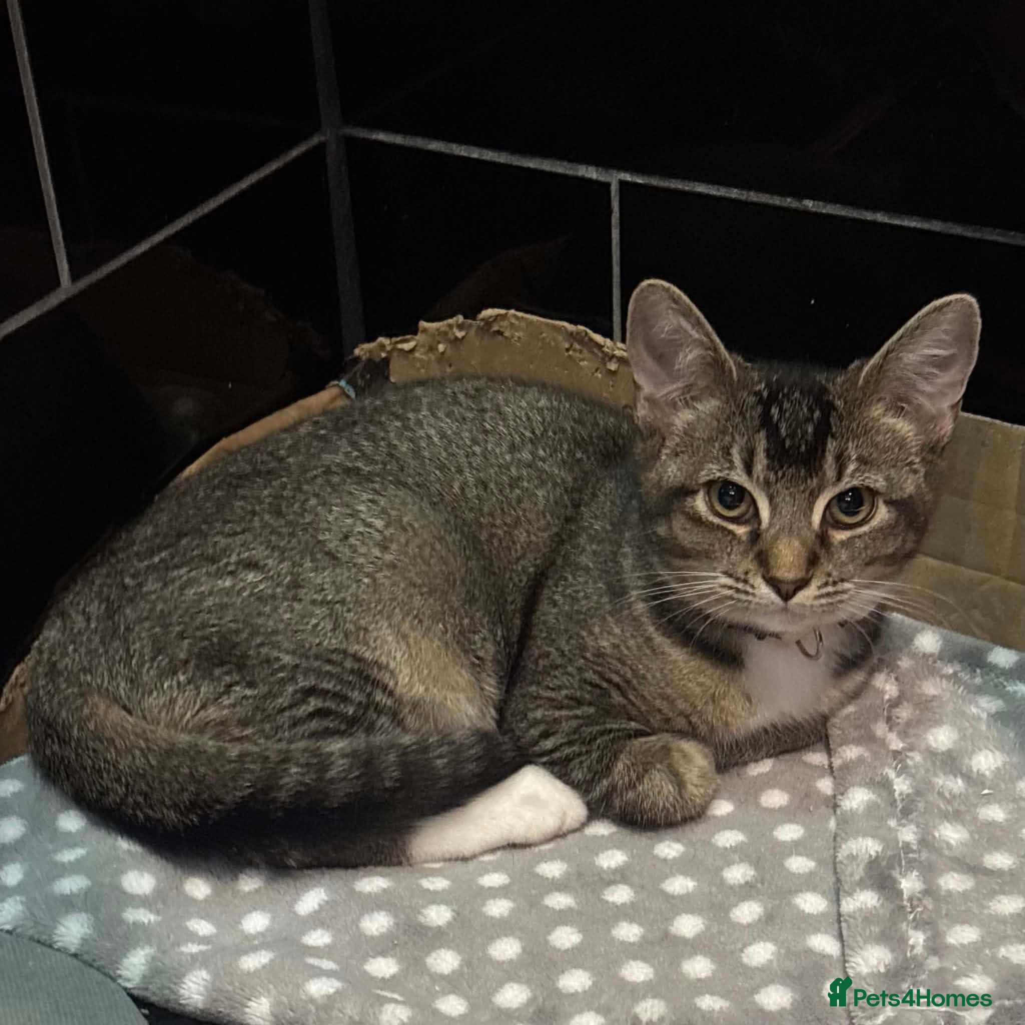 Domestic Shorthair cats 4 month spayed kitten (FREE) ready for collection - Advert 1