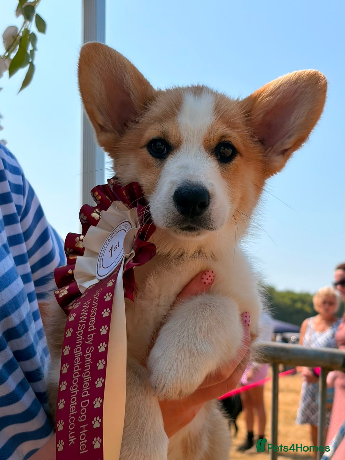 Welsh Corgi Pembroke dogs  Pembrokeshire Corgi Puppies for sale!🏡 - Advert 7