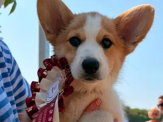Welsh Corgi Pembroke dogs Pembrokeshire Corgi Puppies for sale!🏡 - Advert 9