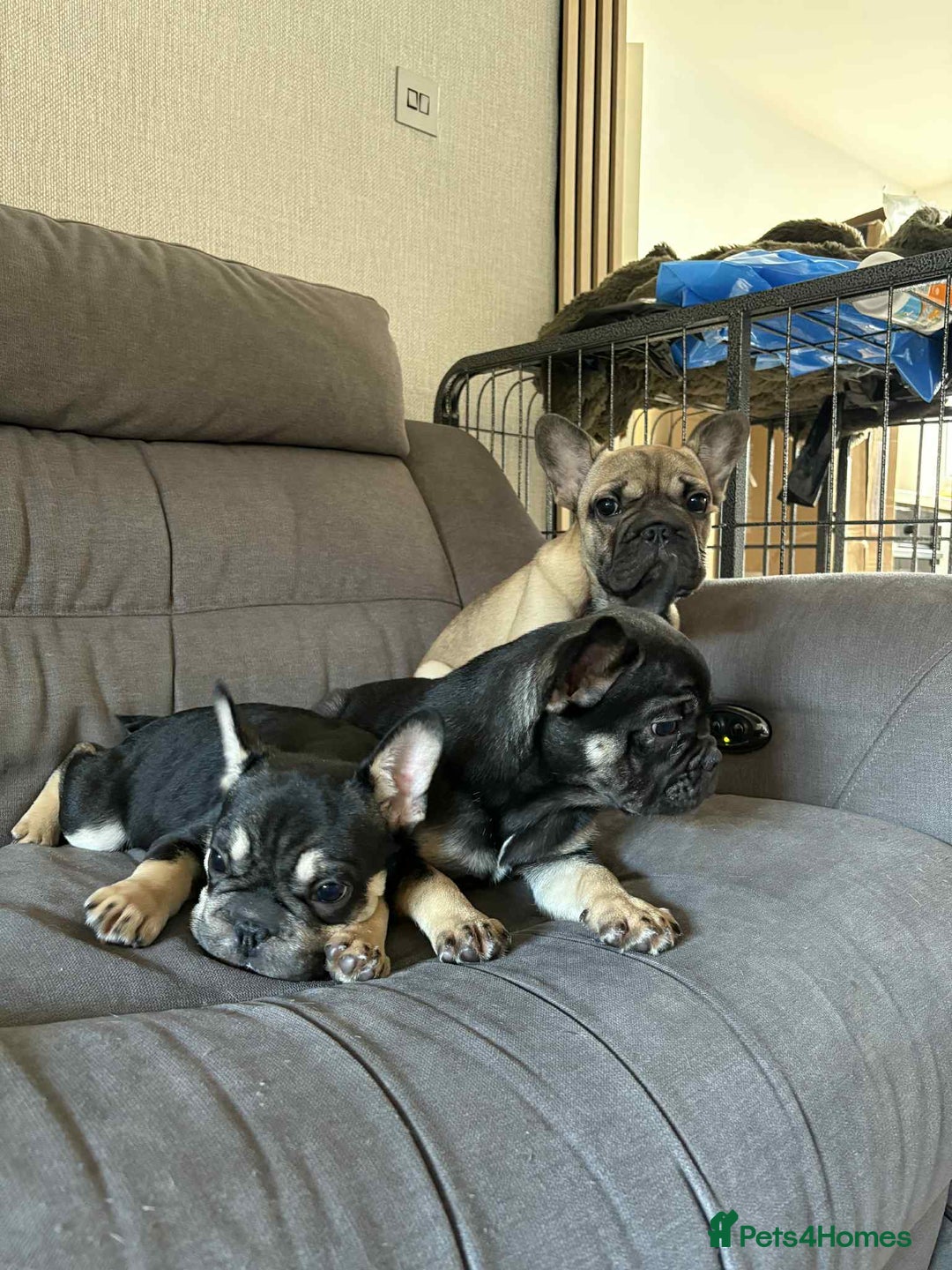 French Bulldog dogs for sale: 3 French Bulldog Pups - Advert 2