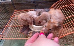 Hamster rodents for sale: Baby hamsters for sale  - Image 13