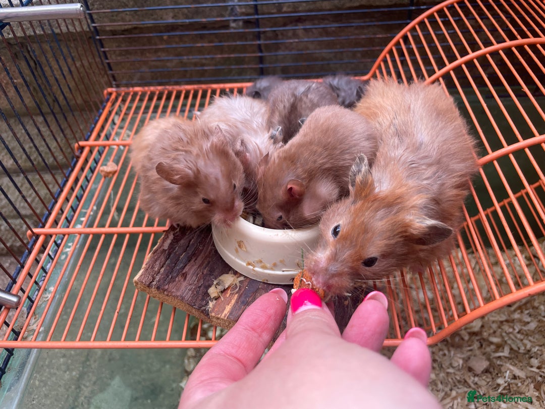 Hamster rodents for sale: Baby hamsters for sale  - Image 13