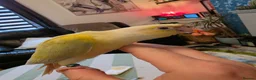 Conures birds for sale: Handreared Tame Conures - Advert 10