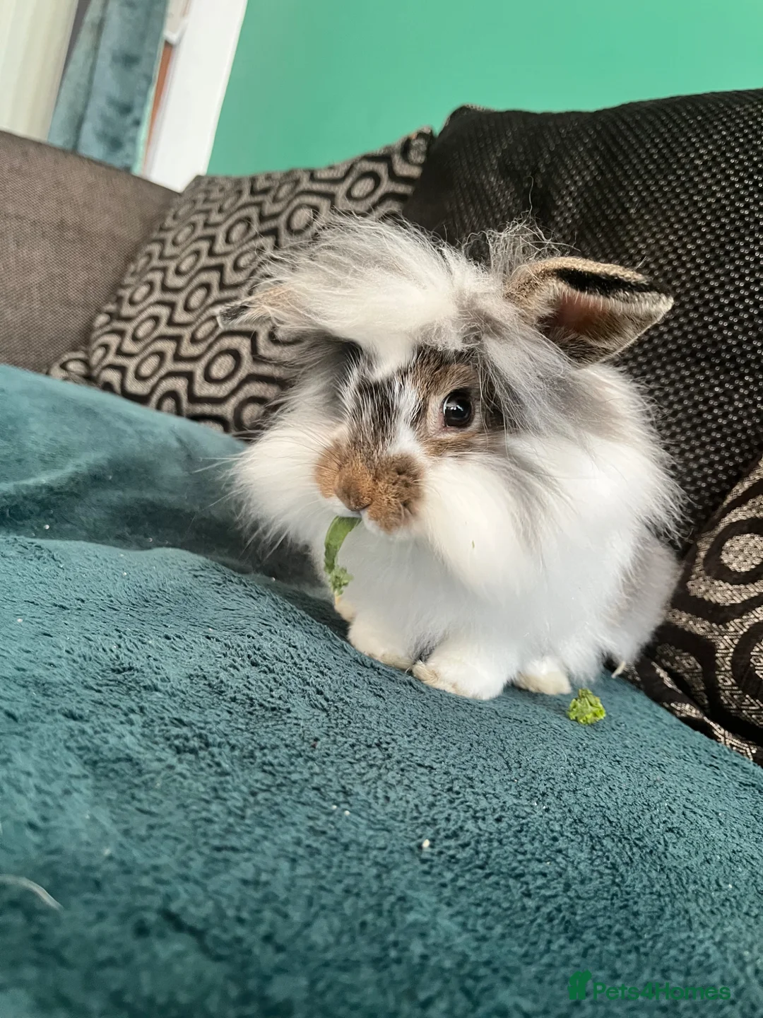 Mixed Breed rabbits for sale: Male lion head Female mini lop in Southwold - Advert 2