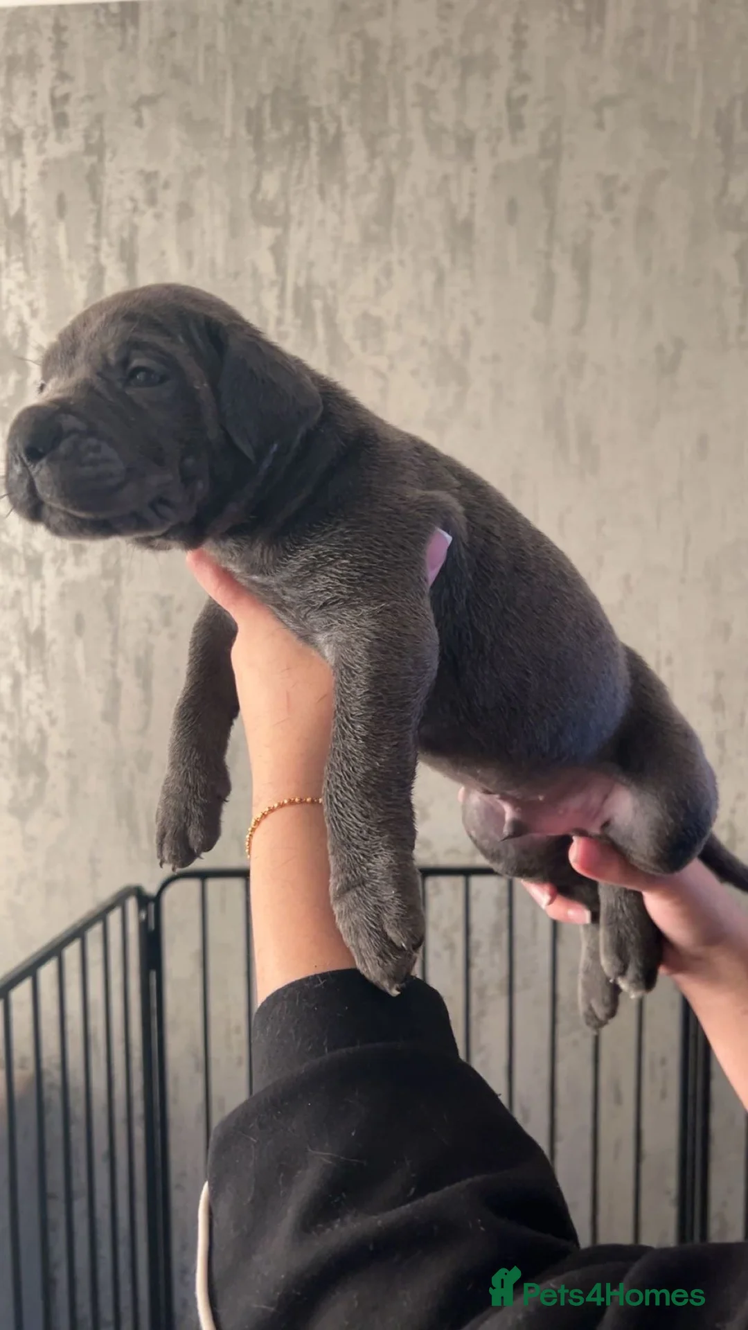 Cane Corso dogs for sale: Pure Blue Cane Corso puppies for sale - Advert 7