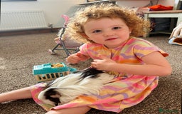 Guinea Pig rodents for sale: 4 female guinea pigs  - Advert 3