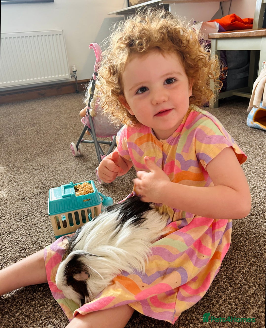 Guinea Pig rodents for sale: 4 female guinea pigs  - Advert 3