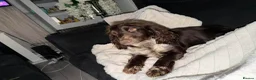 Cocker Spaniel dogs for sale: 1 BOYS LEFT!⭐️ - Advert 10