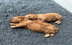 Cavapoochon dogs for sale: 1 male Cavapoochon for sale! - Image 4