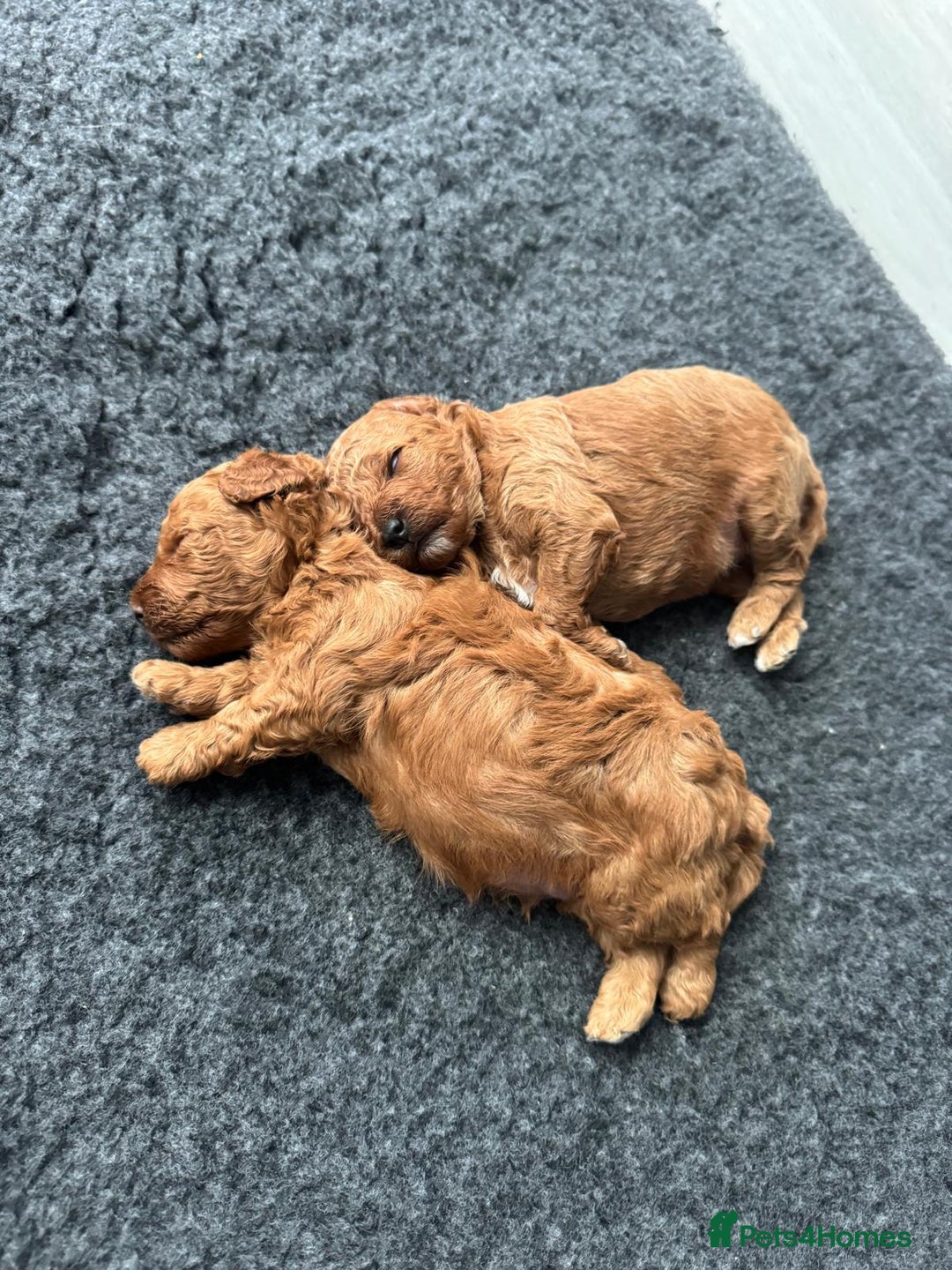 Cavapoochon dogs for sale: 1 male Cavapoochon for sale! - Image 4