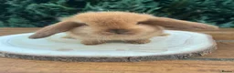 Mini Lop rabbits for sale: 🐰Pure Bred (7w old) Mini Lop Babies - Advert 4