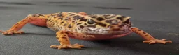 Leopard Gecko reptiles for sale: Normal morph female Leopard Gecko  - Advert 3