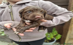 Cocker Spaniel dogs for sale: Working cocker spaniels  - Image 1