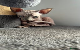 Sphynx cats for sale: Adorable Canadian sphinx - Image 9