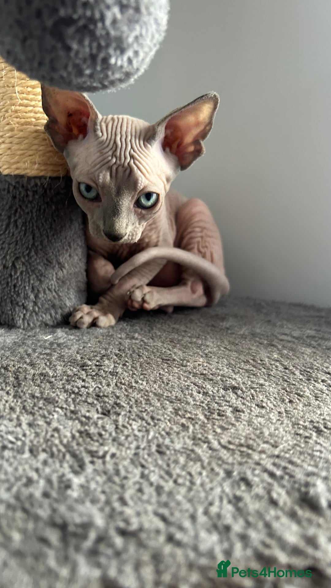 Sphynx cats for sale: Adorable Canadian sphinx - Image 9