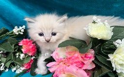 Siberian cats for sale: 🩵🩵Stunning Siberian Neva Masquerade Babies🩵🩵 - Image 18