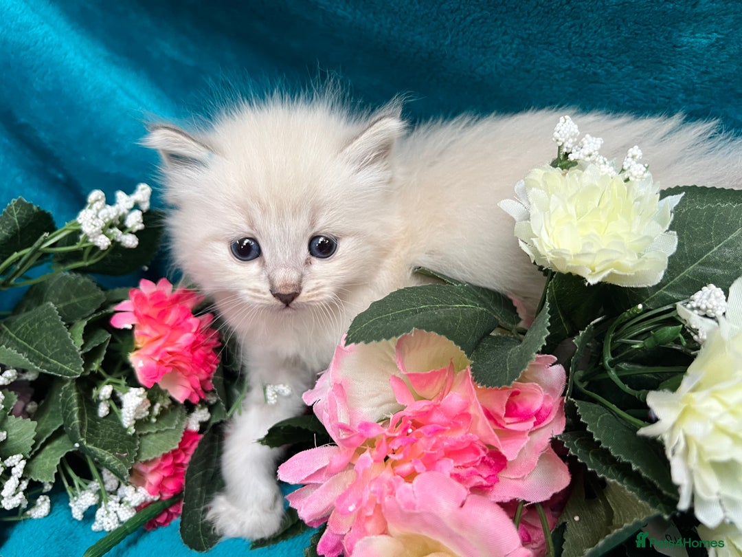 Siberian cats for sale: 🩵🩵Stunning Siberian Neva Masquerade Babies🩵🩵 - Image 18