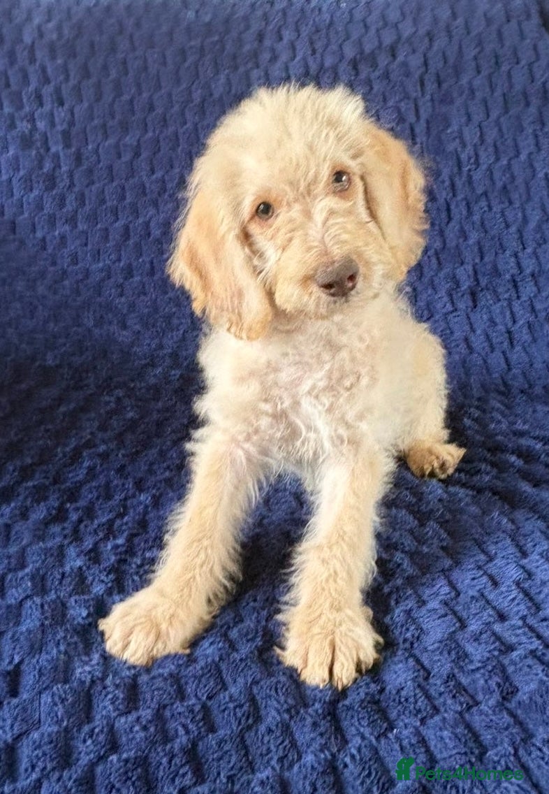 Labradoodle dogs Ready Now! Beautiful F1b Labradoodles  - Advert 2