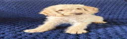 Labradoodle dogs for sale: Ready Now! Beautiful F1b Labradoodles  - Advert 9