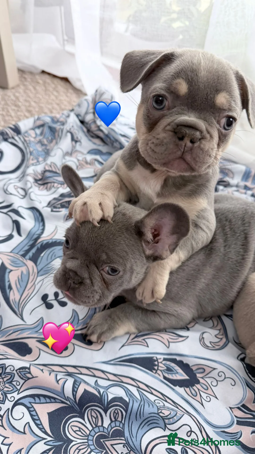 French Bulldog dogs for sale: FrenchBulldog Puppies Ready forTheirForeverHomes🐾 - Advert 6
