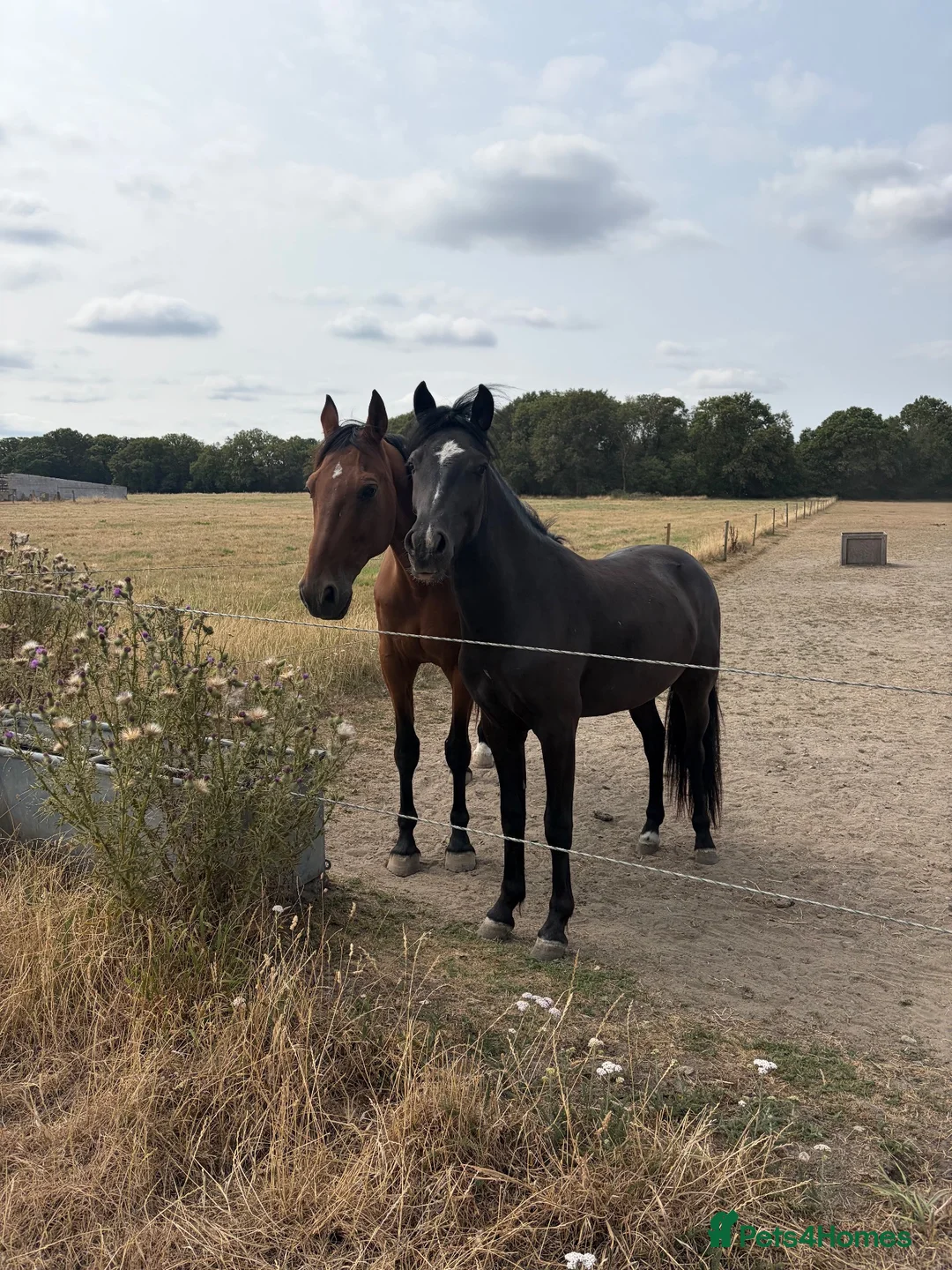 New Forest horses for sale: 14’2 2 year old nf  in Yateley - Advert 1