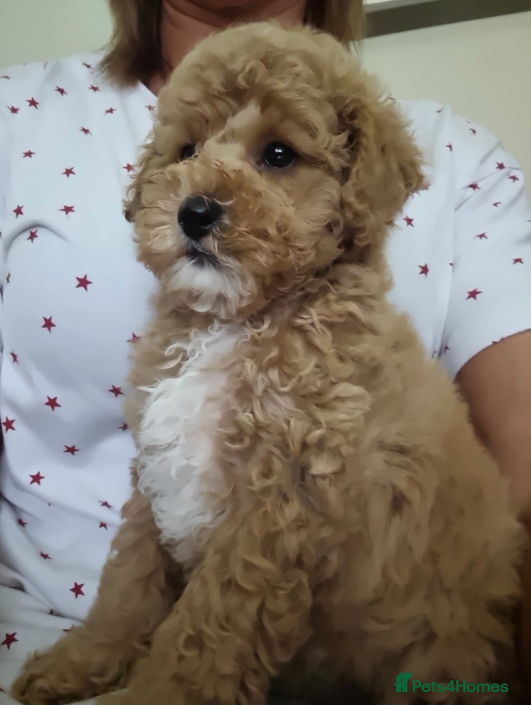 Maltipoo dogs 🐶 ADORABLE MALTIPOO LOOKING FOR FUREVER HOME🐾 - Advert 1
