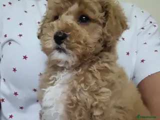 Maltipoo dogs 🐶 ADORABLE MALTIPOO LOOKING FOR FUREVER HOME🐾 - Advert 1