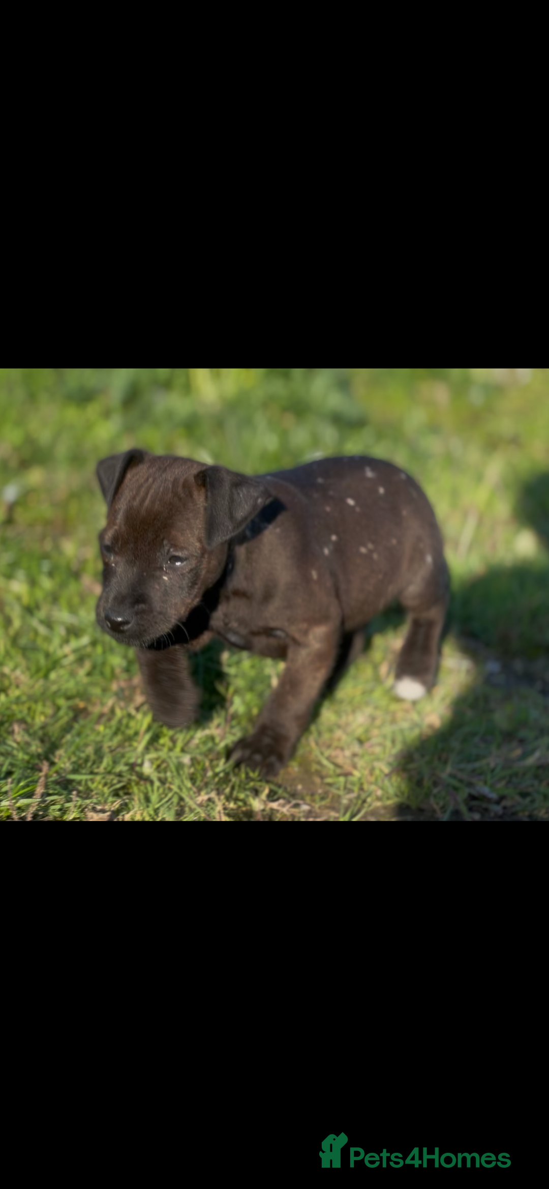 Mixed Breed dogs for sale: Patterdale x Lakeland terrier pups 2 left - Advert 4
