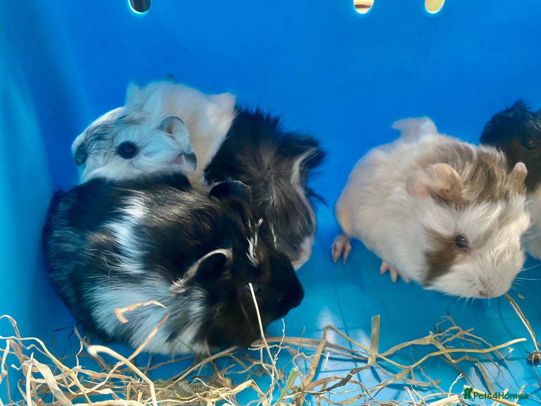 Guinea Pig rodents for sale: Baby guineas boys and girls available  - Image 5