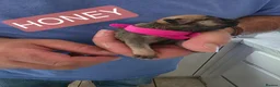 French Bulldog dogs for sale: 2 Beautiful KC registered girls - Advert 5