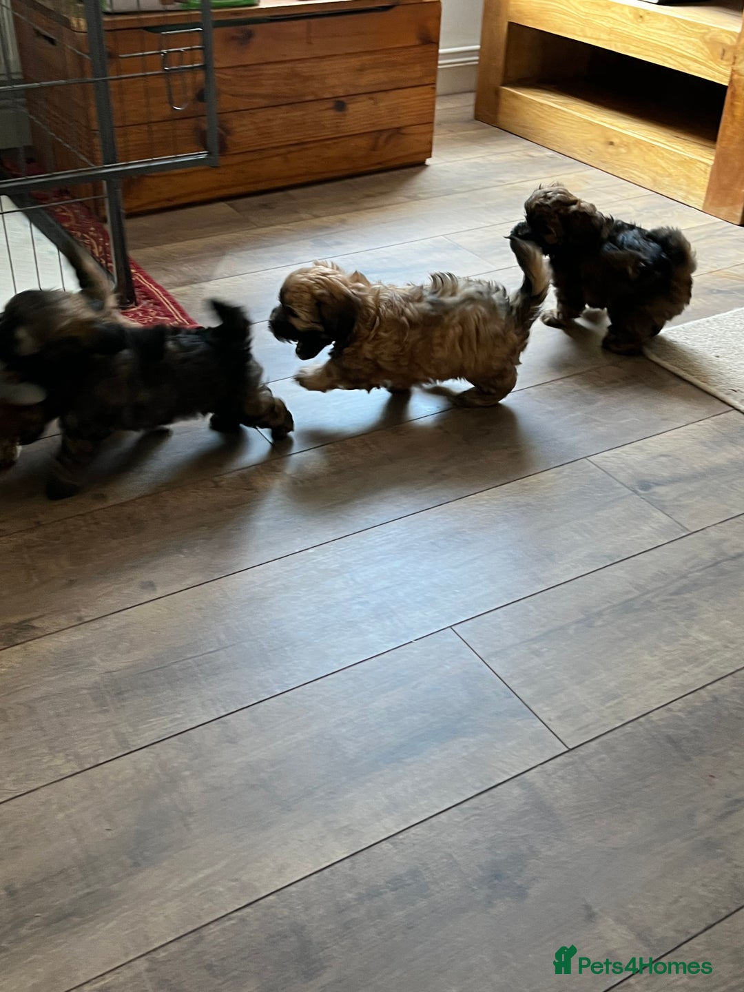 Shihpoo dogs for sale: Beautiful Shihpoo puppies  - Image 6