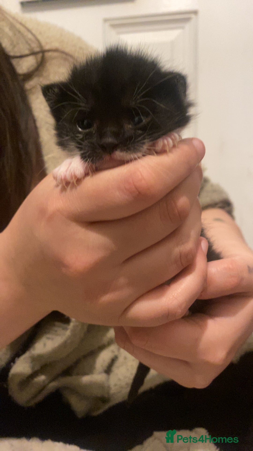 Mixed Breed cats for sale: Ragdoll/Mixed Breed Kittens for Sale - Image 11