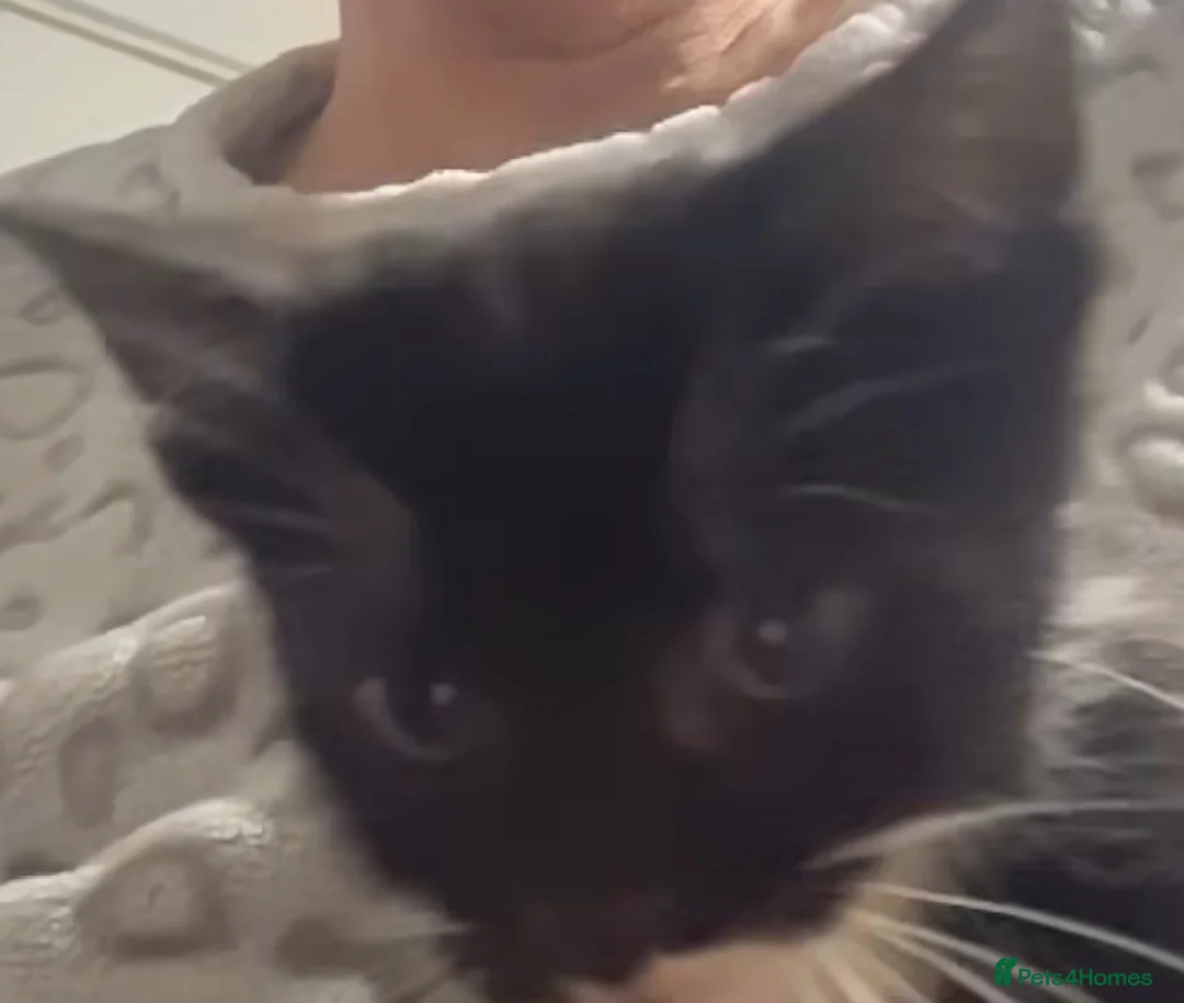 Mixed Breed cats for sale: ‼️Urgent Gorgeous male kitten‼️ in Airdrie - Advert 2