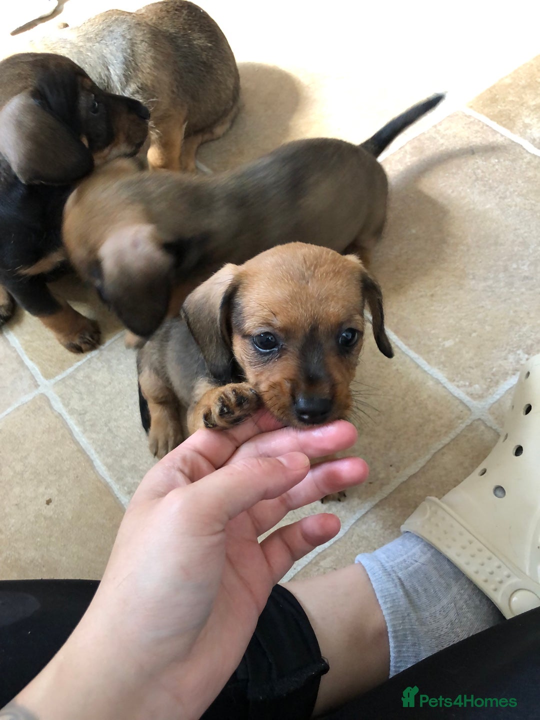 Mixed Breed dogs for sale: DACHSHUND PUPS READY TO GO  - Image 10