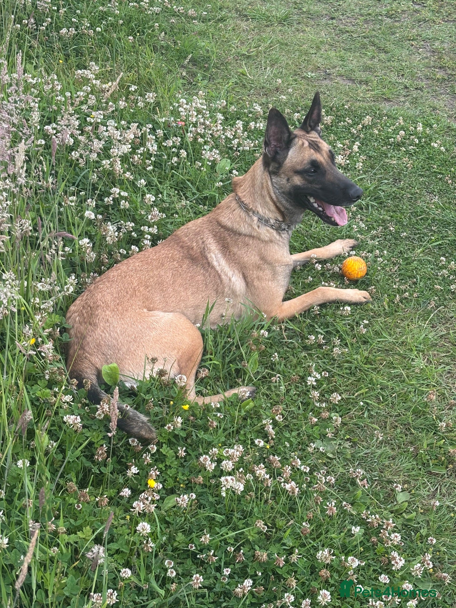 Belgian Shepherd Dog dogs Gorgeous puppies for sale - Advert 1