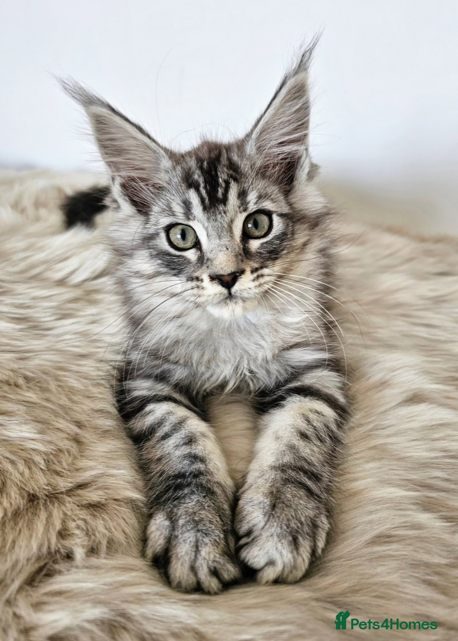 Maine Coon cats Stunning Maine Coon kittens  - Advert 1