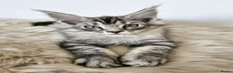 Maine Coon cats for sale: Stunning Maine Coon kittens  - Advert 4