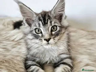 Maine Coon cats for sale: Stunning Maine Coon kittens - Advert 2