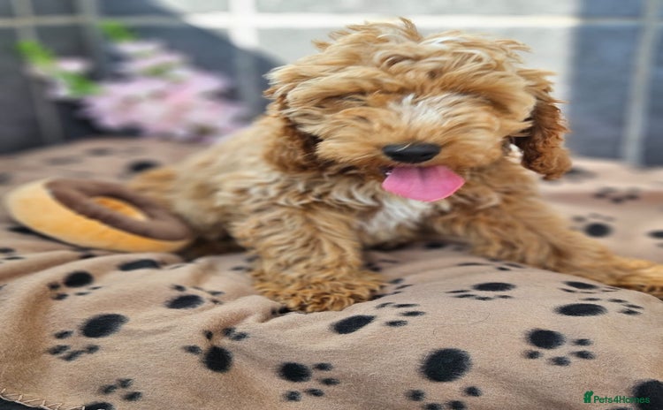 Cockapoo dogs in Droitwich - Advert 4