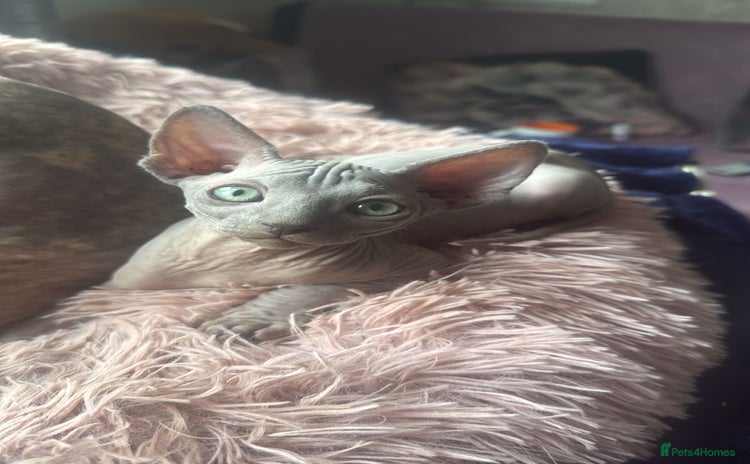 Sphynx cats - Advert 1